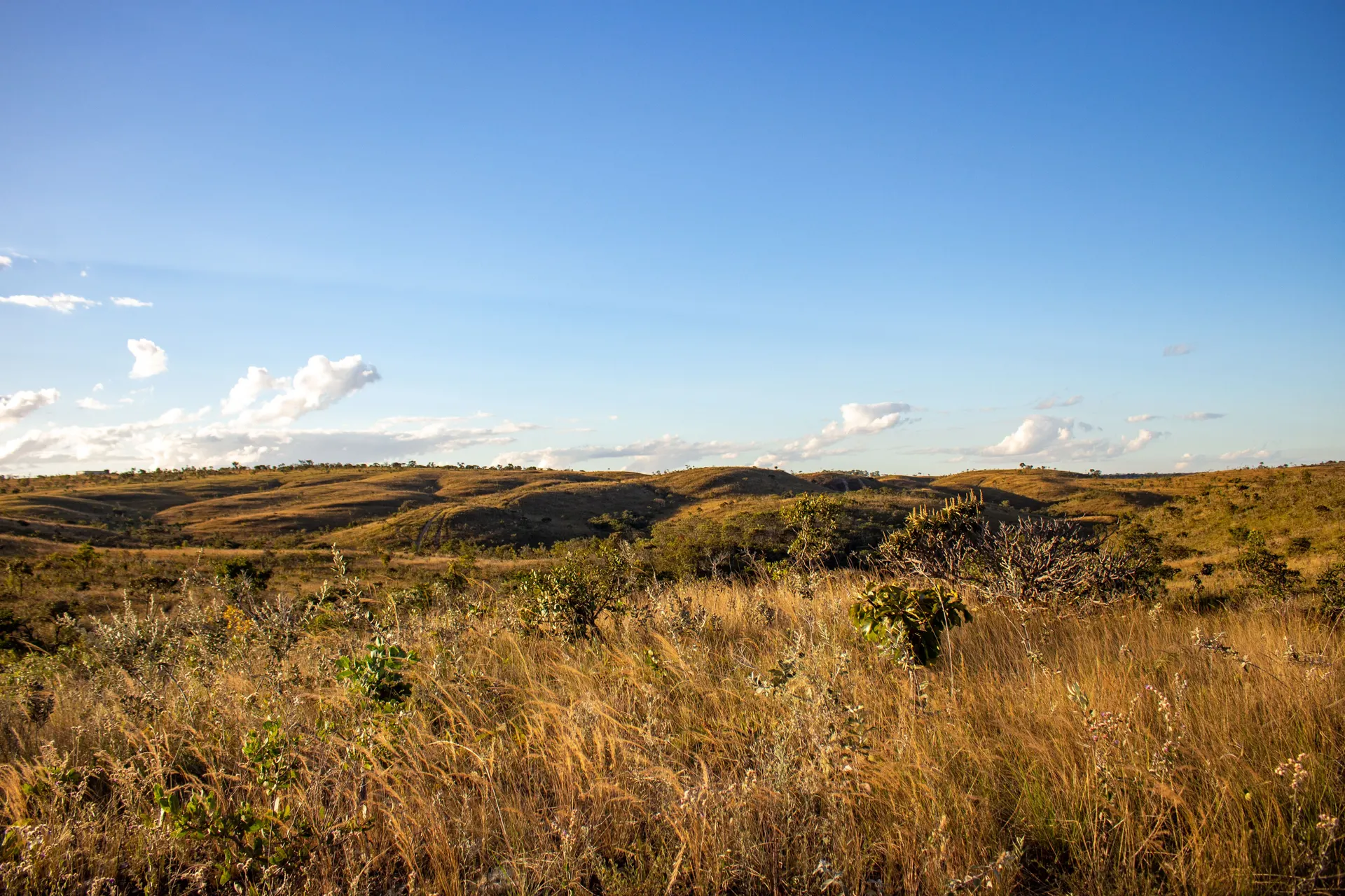 Origem Guará